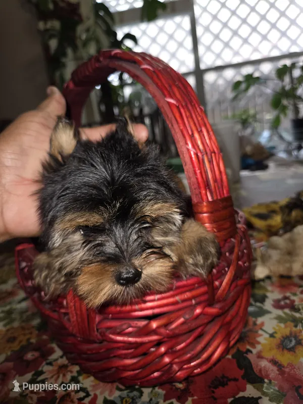 No name  – Yorkshire Terrier puppy for sale in San Antonio, TX