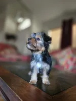 No name, a female Yorkshire Terrier for sale in San Antonio, TX – 4 of 10