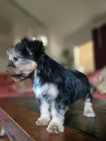 No name, a female Yorkshire Terrier for sale in San Antonio, TX – 8 of 10