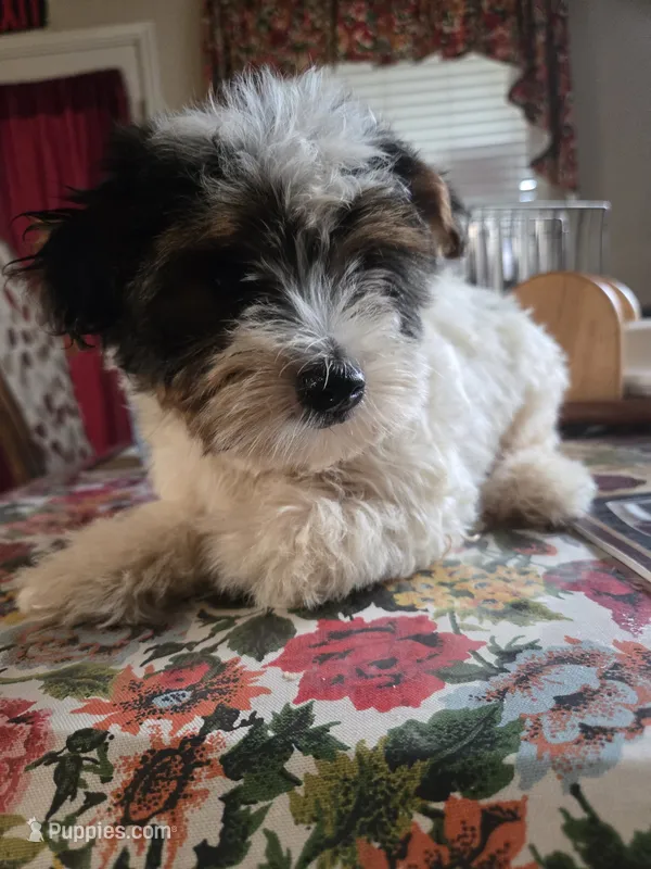 No name  – Yorkshire Terrier puppy for sale in San Antonio, TX
