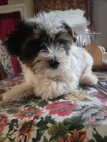 No name , a male Yorkshire Terrier for sale in San Antonio, TX – 1 of 5