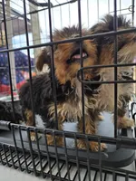 No name , a female Yorkshire Terrier for sale in San Antonio, TX – 3 of 4