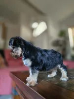 No name, a female Yorkshire Terrier for sale in San Antonio, TX – 2 of 10
