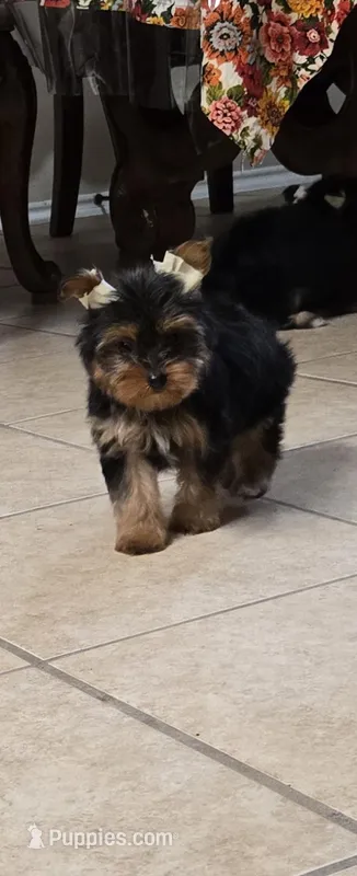 No name  – Yorkshire Terrier puppy for sale in San Antonio, TX