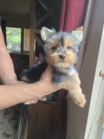 Honey, a female Yorkshire Terrier for sale in San Antonio, TX – 1 of 7