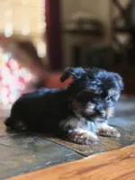 No name, a female Yorkshire Terrier for sale in San Antonio, TX – 2 of 9