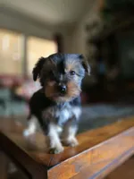 No name, a female Yorkshire Terrier for sale in San Antonio, TX – 6 of 10