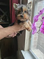 Honey, a female Yorkshire Terrier for sale in San Antonio, TX – 7 of 7