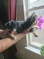 Honey, a female Yorkshire Terrier for sale in San Antonio, TX – 4 of 7