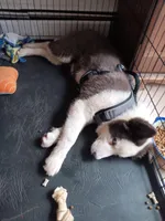Chowder, a male Yakutian Laika for sale in Milton, VT – Photo 2 of 10