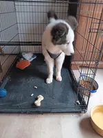 Chowder, a male Yakutian Laika for sale in Milton, VT – Photo 7 of 10