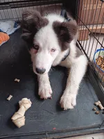 Chowder, a male Yakutian Laika for sale in Milton, VT – Photo 8 of 10