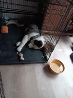 Chowder, a male Yakutian Laika for sale in Milton, VT – Photo 6 of 10