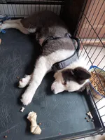 Chowder, a male Yakutian Laika for sale in Milton, VT – Photo 3 of 10