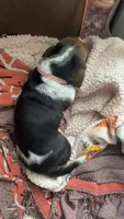 Princess , a female Basset Hound for sale in Arcadia, FL – 2 of 4