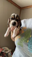 Lucy, a female Basset Hound for sale in Arcadia, FL – 2 of 3