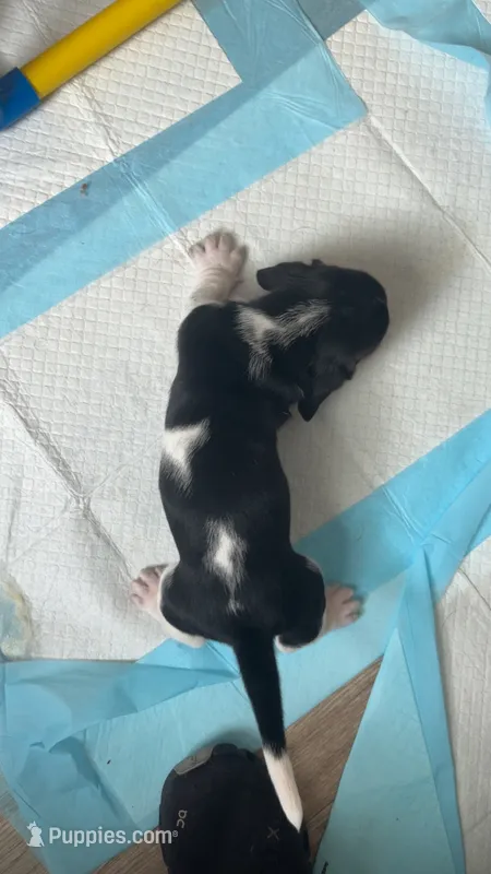 Sassy  – Basset Hound puppy for sale in Arcadia, FL
