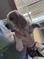 Chloe, a female Basset Hound for sale in Arcadia, FL – 2 of 4
