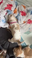 Betsy, a female Basset Hound for sale in Arcadia, FL – 2 of 4