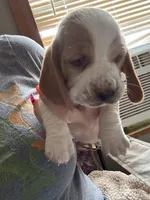 Chloe, a female Basset Hound for sale in Arcadia, FL – 3 of 4