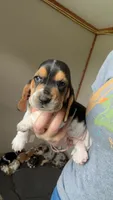 Sassy , a female Basset Hound for sale in Arcadia, FL – 3 of 3
