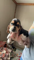 Sassy , a female Basset Hound for sale in Arcadia, FL – 2 of 3