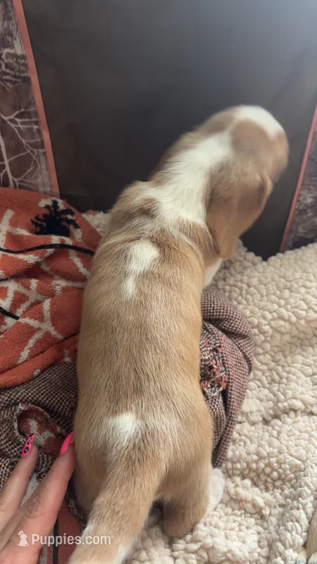 Ginger – Basset Hound puppy for sale in Arcadia, FL