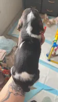 Lucy, a female Basset Hound for sale in Arcadia, FL – 1 of 3
