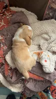 Ginger, a female Basset Hound for sale in Arcadia, FL – 3 of 6