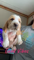 Ginger, a female Basset Hound for sale in Arcadia, FL – 4 of 6