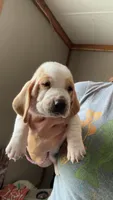 Betsy, a female Basset Hound for sale in Arcadia, FL – 3 of 4