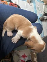 Chloe, a female Basset Hound for sale in Arcadia, FL – 4 of 4