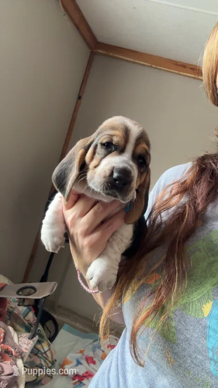 Princess  – Basset Hound puppy for sale in Arcadia, FL