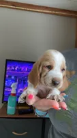 Ginger, a female Basset Hound for sale in Arcadia, FL – 6 of 6