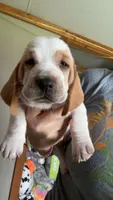 Betsy, a female Basset Hound for sale in Arcadia, FL – 1 of 4