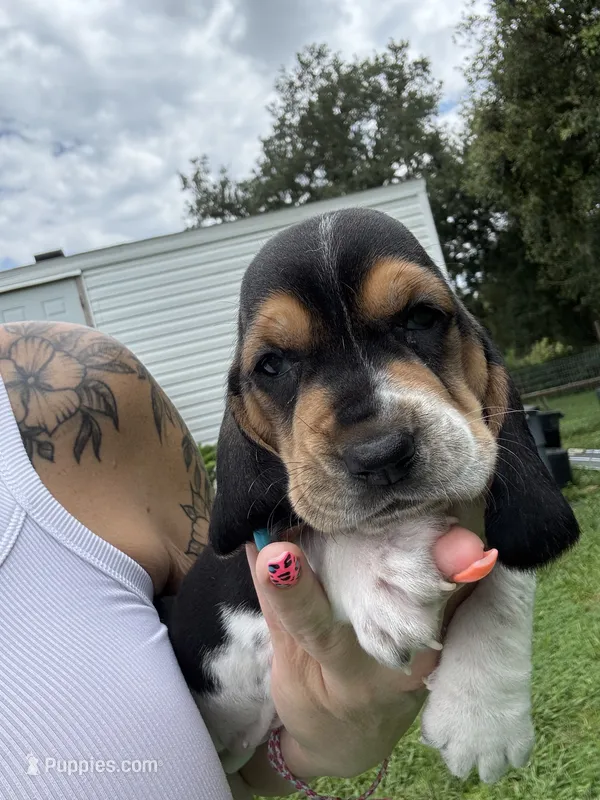 Sassy  – Basset Hound puppy for sale in Arcadia, FL