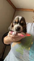 Lucy, a female Basset Hound for sale in Arcadia, FL – 3 of 3
