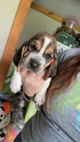 Princess , a female Basset Hound for sale in Arcadia, FL – 4 of 4