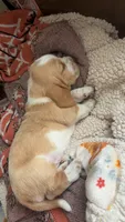 Ginger, a female Basset Hound for sale in Arcadia, FL – 5 of 6