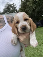 Ginger, a female Basset Hound for sale in Arcadia, FL – 7 of 7