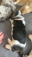 Princess , a female Basset Hound for sale in Arcadia, FL – 3 of 4