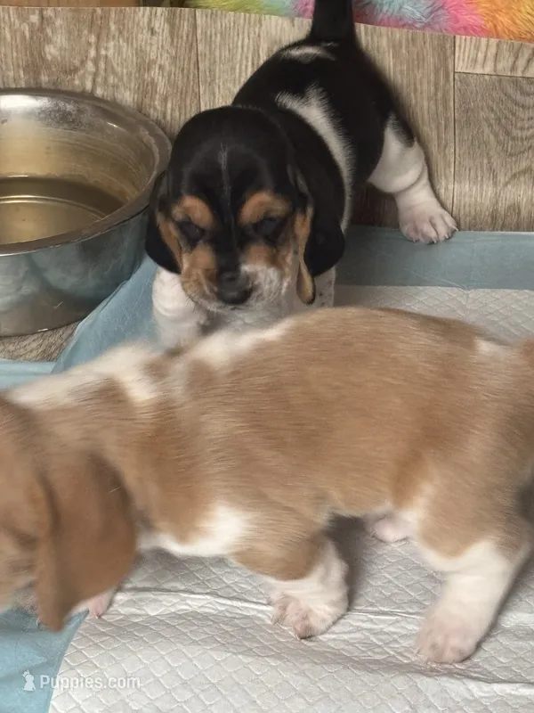 Chloe – Basset Hound puppy for sale in Arcadia, FL