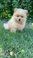 Charlie, a male Pomeranian and Yorkshire Terrier for sale in Pleasant Prairie, WI – 5 of 8