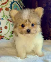 Tea cup Bella, a female Pomeranian and Yorkshire Terrier for sale in Niles, IL – 1 of 7