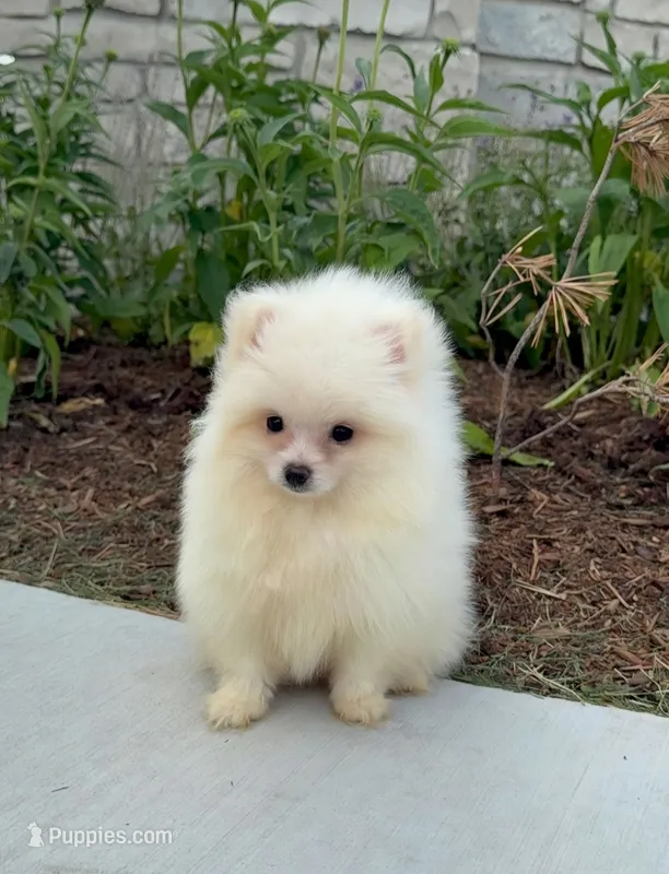 Zoey – Pomeranian puppy for sale in Niles, IL