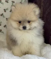 Lulu, a female Pomeranian for sale in Niles, IL – Photo 8 of 10