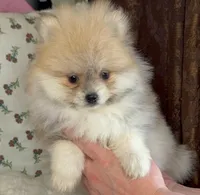 Lulu, a female Pomeranian for sale in Niles, IL – Photo 1 of 10
