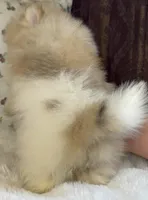 Lulu, a female Pomeranian for sale in Niles, IL – Photo 10 of 10