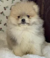 Lulu, a female Pomeranian for sale in Niles, IL – Photo 4 of 10