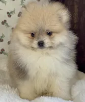 Lulu, a female Pomeranian for sale in Niles, IL – Photo 6 of 10